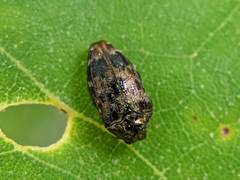 Brachys ovatus