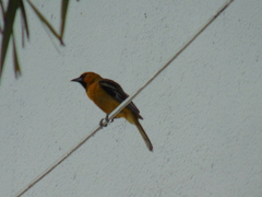Icterus pustulatus