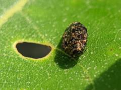 Brachys ovatus