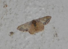 Idaea kendallaria