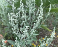 Chenopodium desiccatum