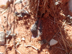 Acanthopsis hoffmannseggiana