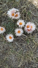 Coryphantha ottonis