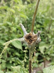 Aglais urticae