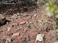 Aspidoscelis xanthonotus