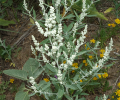 Chenopodium desiccatum