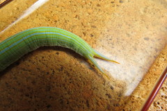 Opsiphanes invirae