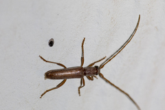 Aneflomorpha lineare