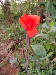 Canna × generalis