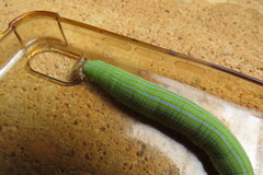 Opsiphanes invirae