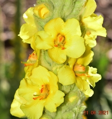 Verbascum giganteum
