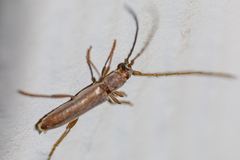 Aneflomorpha lineare