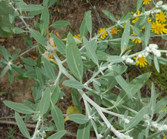 Chenopodium desiccatum