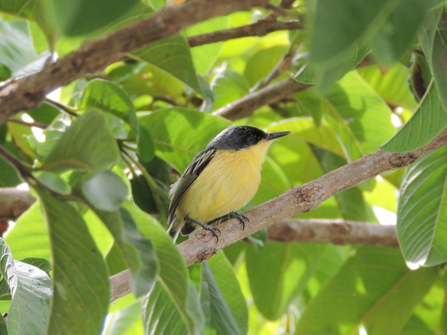 Common Tody-Flycatcher