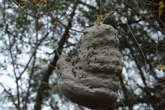 Polybia occidentalis