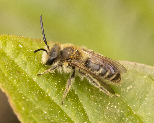 Subgenus Taeniandrena · iNaturalist