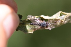Symphoromyia