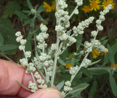 Chenopodium desiccatum