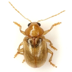 Metachroma orientale
