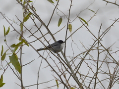 Microspingus melanoleucus