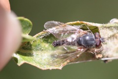 Symphoromyia