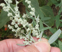 Chenopodium desiccatum