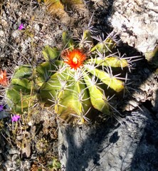Ferocactus flavovirens