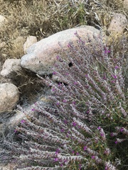 Teucrium marum