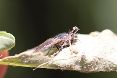 Symphoromyia