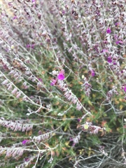 Teucrium marum