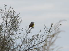 Pitangus sulphuratus