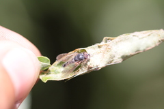 Symphoromyia