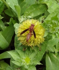 Polistes hirsuticornis