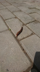 Limacus