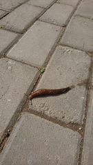 Limacus