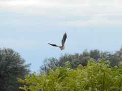 Nothoprocta cinerascens