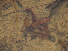 Potamogeton coloratus