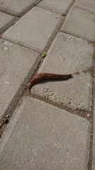 Limacus