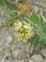 Medicago glomerata