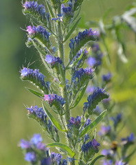 Echium vulgare