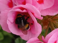 Bombus
