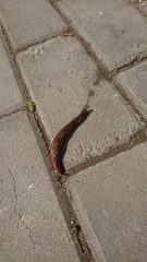Limacus