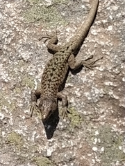 Archaeolacerta bedriagae