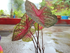 Caladium bicolor