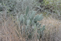 Opuntia