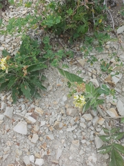 Medicago glomerata