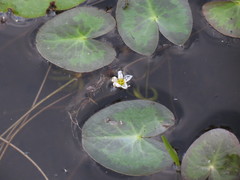 Nymphoides cordata