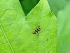 Lasius