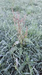 Rumex × acutus