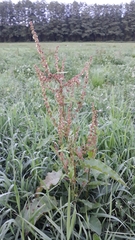 Rumex × acutus